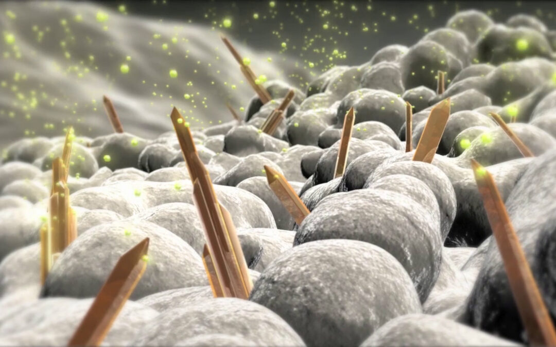 Leading the way in bone regeneration with a European research project